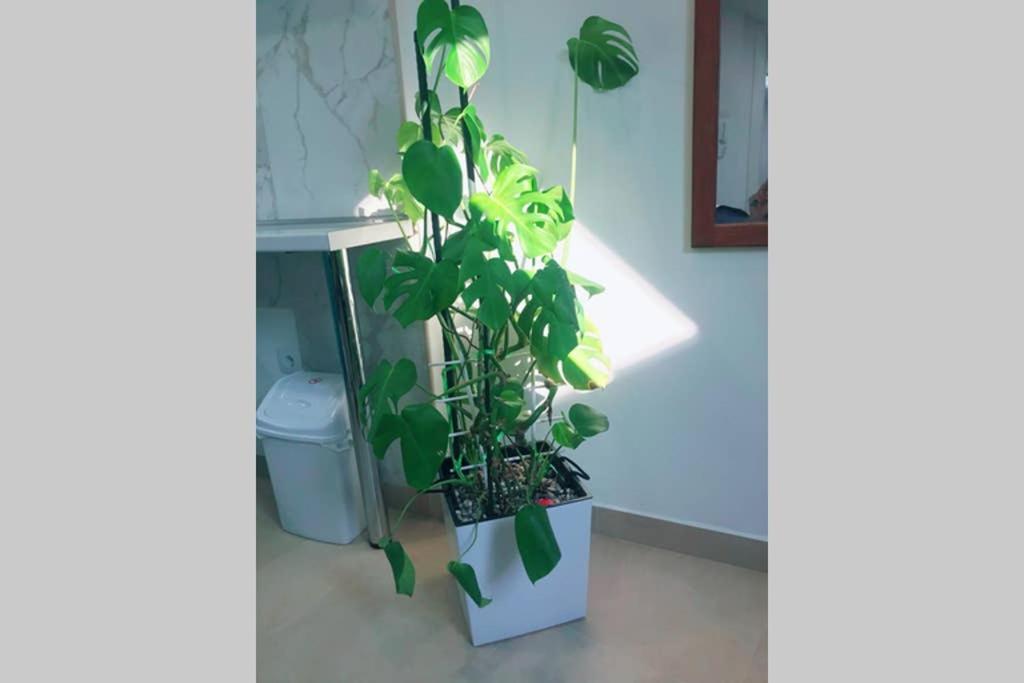 Apartman Santorini 诺威萨 外观 照片
